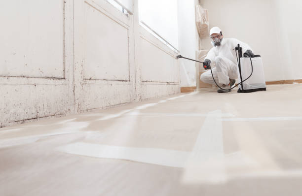 24/7 Emergency Basement Mold Remediation experts in Loretto, TN